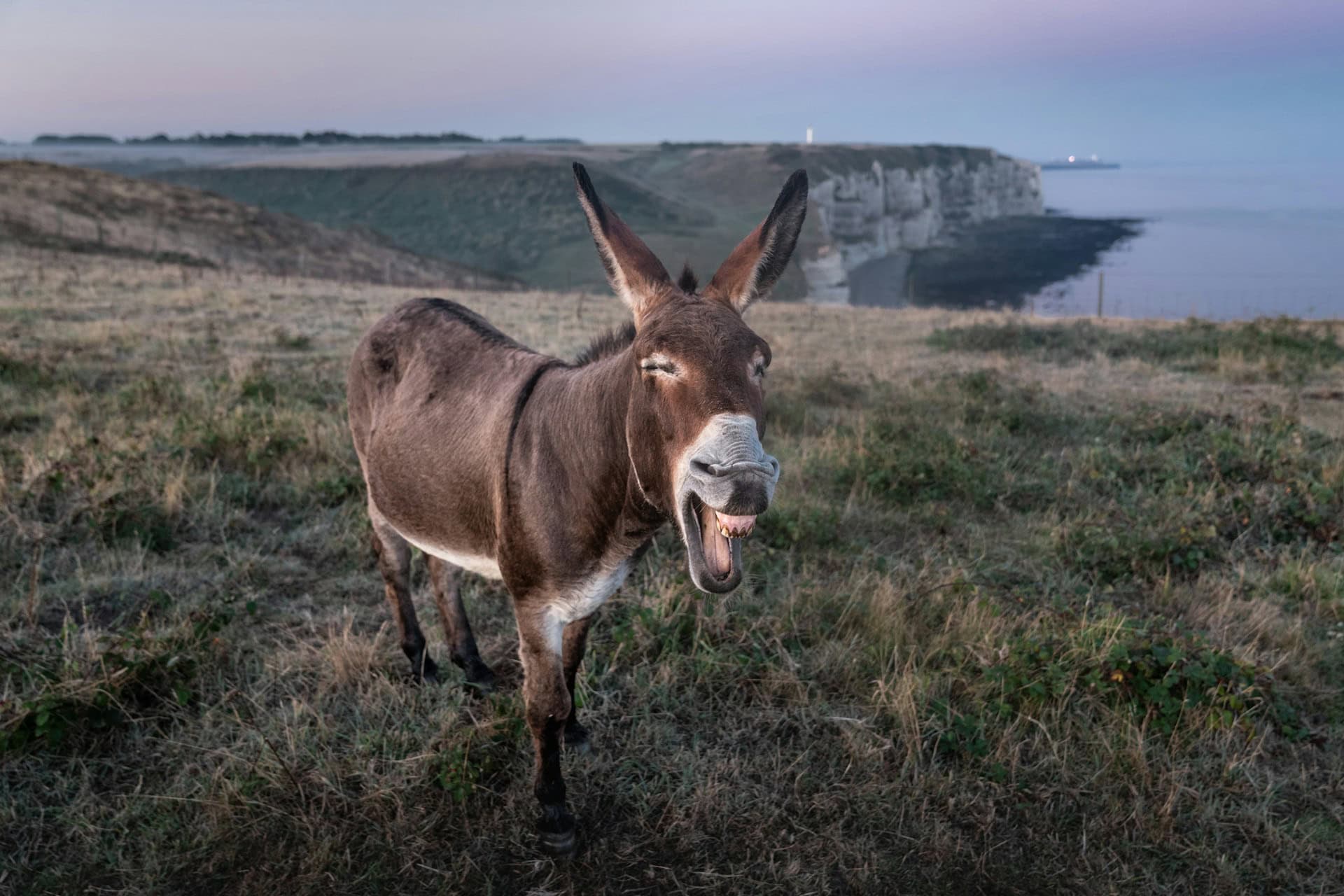 braying donkey to symbolise stubborn employees that will need a capable training consultant to recommend training programmes